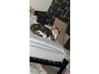 Adopt Rona a Calico or Dilute Calico American Shorthair / Mixed (short coat) cat