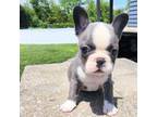 French Bulldog Puppy for sale in Toms River, NJ, USA