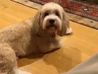 Adopt Alfie a Tan/Yellow/Fawn - with White Havanese / Cavalier King Charles