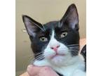 Adopt Tommy a Black & White or Tuxedo Domestic Shorthair / Mixed (short coat)