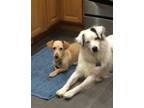 Adopt Olaf & Buddy URGENT! PLS READ a Mixed Breed (Medium) / Mixed dog in