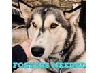 Adopt Foster a Siberian Husky / Husky / Mixed dog in Uwchlan, PA (40507023)
