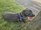 Adopt Romula "Mula" Tyrex Simpson a Black American Pit Bull Terrier / Mixed dog