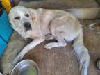 Adopt Rocky a White Great Pyrenees / Mixed dog in Eugene, OR (41448238)