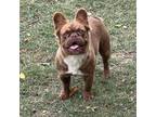 French Bulldog Puppy for sale in Locust Grove, OK, USA