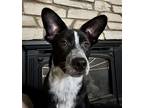 Adopt Snickerdoodle a Black - with White Border Collie / Australian Cattle Dog /