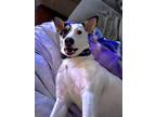 Adopt Ruby a White - with Black Catahoula Leopard Dog / Rat Terrier / Mixed dog