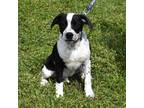Adopt Oak a Black - with White Mixed Breed (Medium) / Mixed dog in Searcy