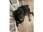 Adopt Milo a Black - with Tan, Yellow or Fawn Beagle / Miniature Dachshund /