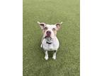 Adopt Marshmallow a Brindle American Staffordshire Terrier / Mixed Breed