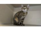 Adopt Whiskers a Brown Tabby Domestic Shorthair / Mixed Breed (Medium) / Mixed