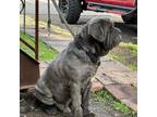 Neapolitan Mastiff Puppy for sale in Kyle, TX, USA