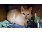 Adopt C3PO a White Domestic Shorthair / Domestic Shorthair / Mixed cat in