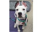 Adopt Becca - Available in Foster a White American Pit Bull Terrier / Mixed dog