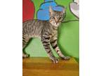 Adopt Captain a White Domestic Shorthair / Domestic Shorthair / Mixed cat in