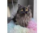 Adopt Hazel a All Black Domestic Shorthair / Mixed Breed (Medium) / Mixed (short