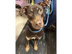 Adopt Janey a Brown/Chocolate Doberman Pinscher / Mixed dog in Fort Worth