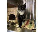 Adopt Tang a Domestic Shorthair / Mixed cat in West Vancouver, BC (41434264)
