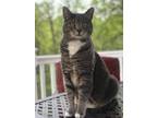 Adopt Beverly or Bevie a Gray or Blue Domestic Shorthair / Mixed (short coat)
