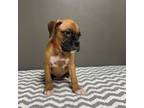 Boxer Puppy for sale in Aurora, CO, USA