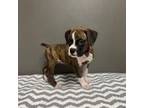 Boxer Puppy for sale in Aurora, CO, USA