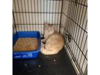 Adopt Rogue a Tan or Fawn Domestic Shorthair / Domestic Shorthair / Mixed cat in