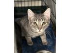 Adopt Miso a Gray or Blue Domestic Shorthair / Domestic Shorthair / Mixed cat in