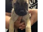 Bullmastiff Puppy for sale in Joplin, MO, USA