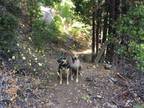 Adopt Maya a Black German Shepherd Dog / Mixed dog in Bakersfield, CA (40622015)