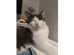 Adopt Knicks a Domestic Shorthair / Mixed (short coat) cat in Providence