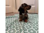 Dachshund Puppy for sale in Woodland, CA, USA