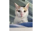Adopt L- Taro a Domestic Shorthair / Mixed cat in Nanaimo, BC (41448207)