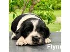 Cocker Spaniel Puppy for sale in Dundee, NY, USA