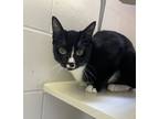 Adopt L- Burdock a Domestic Shorthair / Mixed cat in Nanaimo, BC (41448205)