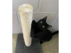 Adopt Soup a Domestic Shorthair / Mixed cat in Nanaimo, BC (41448203)