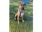 Adopt Ivar a Mastiff / Coonhound (Unknown Type) / Mixed dog in Nanaimo