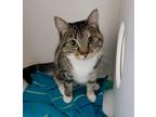 Adopt Parsley a Domestic Shorthair / Mixed (short coat) cat in Kelowna
