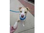 Adopt Sonny a Tan/Yellow/Fawn Mixed Breed (Large) / Mixed dog in Hamilton