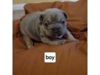 French Bulldog Puppy for sale in Trenton, IL, USA