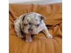 French Bulldog Puppy for sale in Trenton, IL, USA
