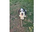 Adopt Rowan a Tricolor (Tan/Brown & Black & White) Bernedoodle / Mixed dog in