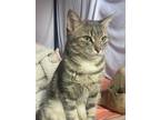 Adopt Lucy a Gray or Blue Domestic Shorthair / Mixed (short coat) cat in