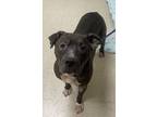 Adopt Neena a American Pit Bull Terrier / Mixed dog in Vancouver, WA (41447394)