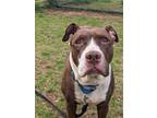 Adopt Roxy a Brown/Chocolate Mixed Breed (Large) / Mixed dog in Lorton