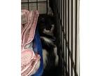 Adopt Domino a White Domestic Shorthair / Domestic Shorthair / Mixed cat in