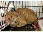 Adopt Rodney a Orange or Red Domestic Shorthair / Mixed Breed (Medium) / Mixed