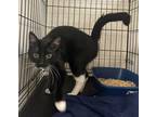 Adopt Mosby a All Black Domestic Shorthair / Domestic Shorthair / Mixed cat in
