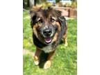 Adopt Nino a Black Chow Chow / German Shepherd Dog / Mixed (short coat) dog in