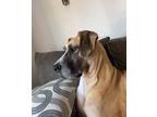 Adopt KoKo a Tan/Yellow/Fawn - with White Great Dane / Mixed dog in Houston