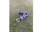 Adopt Carter a Tricolor (Tan/Brown & Black & White) Bluetick Coonhound /